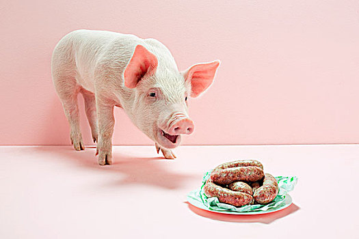 小猪,看,盘子,香肠,棚拍