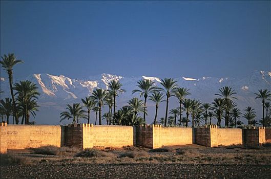 摩洛哥,玛拉喀什,壁,棕榈树,攀升,背影