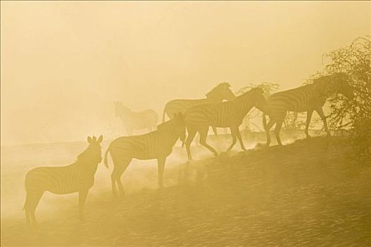 平原斑马,马,斑马,尘土,逆光,干枯河床,河,博茨瓦纳,非洲