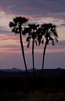 扇形棕榈,树,达马拉兰,纳米比亚