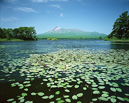 荷花,山