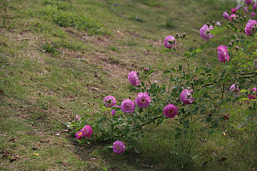 蔷薇花