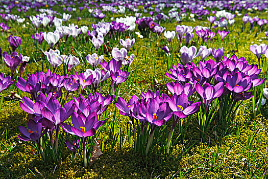花,紫色,白色,藏红花,番红花属,杂交品种,草地