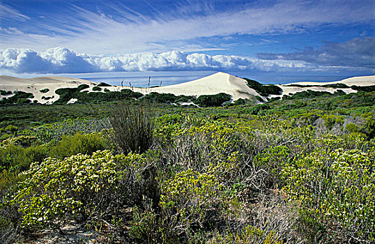 沿岸,沙丘,植物,德霍普自然保护区,西海角,南非