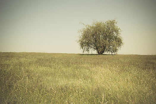 孤树,草场,草地
