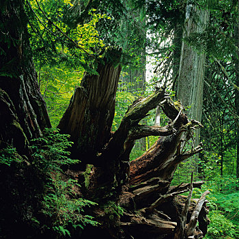 小树林,雷尼尔山国家公园