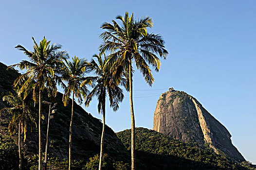 巴西,里约热内卢,海滩,甜面包山,椰树,树