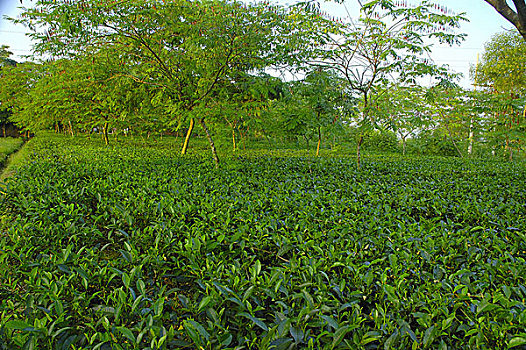 茶,花园,地区,孟加拉,五月,2006年