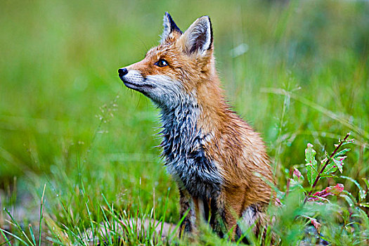 年轻,红色,狐狸,挪威,斯堪的纳维亚,欧洲