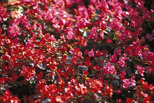 夏威夷,特写,红色,秋海棠,灌木