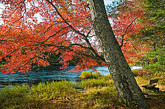 糖枫,糖槭,树,安逸,树荫,孤单,长椅,秋天,国家公园,新斯科舍省,加拿大