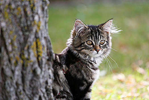 诺曼底,小猫,4个月,挪威,比赛,树