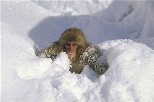 日本猕猴,雪猴,幼仔,玩,雪中,日本,阿尔卑斯山,长野