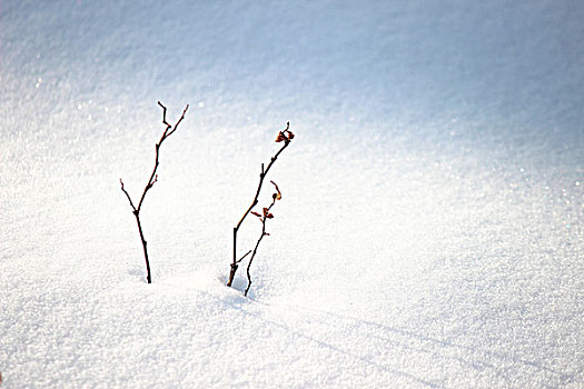 冬季,雪,影