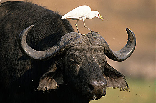 非洲,水牛,头像,牛,白鹭,乔贝国家公园,博茨瓦纳