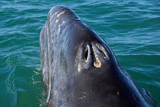 灰鲸,幼兽,呼吸,呼吸孔,水面,下加利福尼亚州,墨西哥