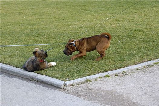两只,狗,玩,公园