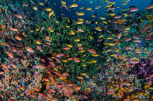 印度尼西亚,西巴布亚,四王群岛,鱼,珊瑚礁,画廊