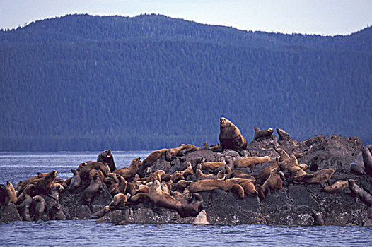 美国,阿拉斯加,东南阿拉斯加,海狮,北海狮属,濒危物种