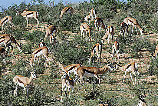 南非,卡拉哈里沙漠,卡拉哈迪大羚羊国家公园,跳羚