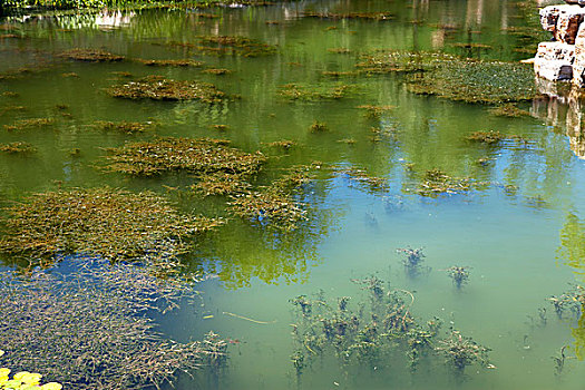 中国古典园林湖泊中的水草