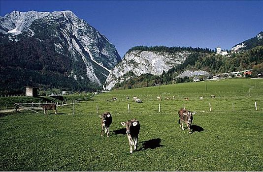 草地,母牛,草场,哺乳动物,山峦,奥地利,欧洲,牲畜,农事,动物