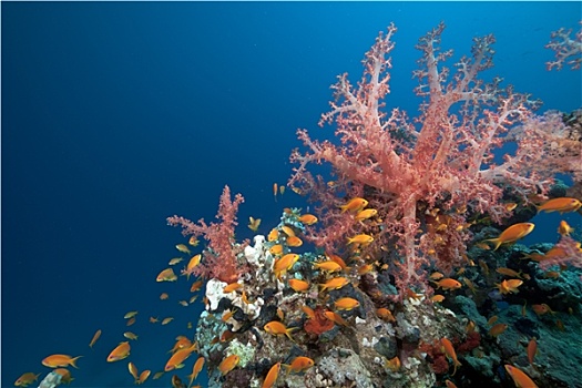 珊瑚礁,红海