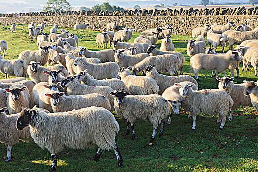 绵羊,围栏,石墙,科茨沃尔德,西南部,英格兰