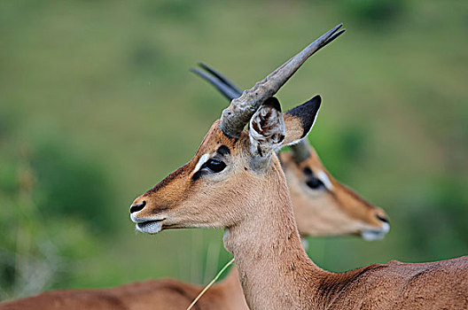 镜子,头像,两个,黑斑羚,牡鹿,禁猎区,纳塔耳,南非,非洲