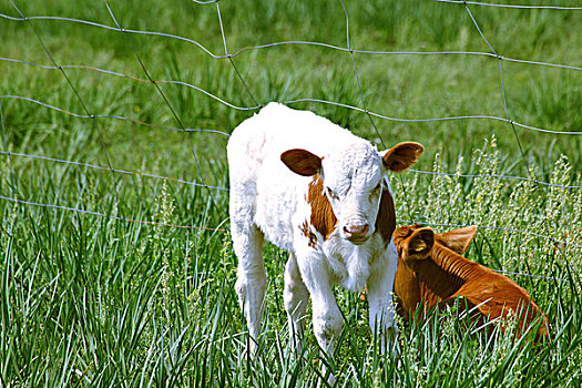 草原上生活的牛