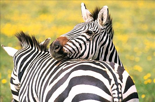 坦桑尼亚,斑马,国家公园