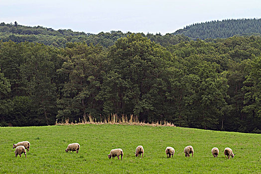 法国,利莫辛,绵羊,乡村,靠近