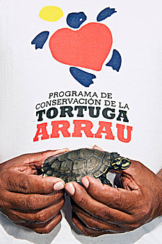 南美,河,龟,一岁,研究人员,局部,野生,海滩,委内瑞拉