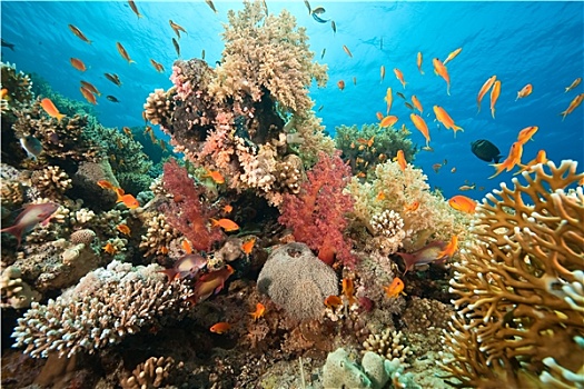 海洋,珊瑚,鱼