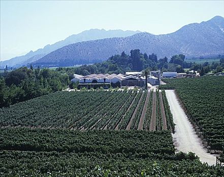 葡萄种植,阿空加瓜山,山谷,智利