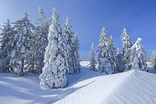 延边,国家森林公园,雪景