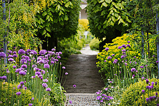 风景,小路,花园,紫色,葱属植物,树,背景