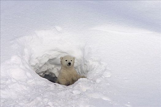 北极熊,三个,老,幼兽,向外看,出生,窝,脆弱,瓦普斯克国家公园,曼尼托巴,加拿大