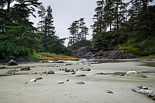 石头,散开,沙滩,潮汐,水池,不列颠哥伦比亚省,加拿大