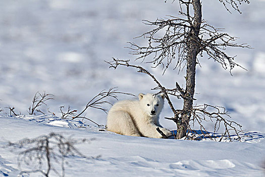 北极熊,幼兽,瓦普斯克国家公园,曼尼托巴,加拿大