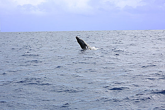 鲸鱼跃起