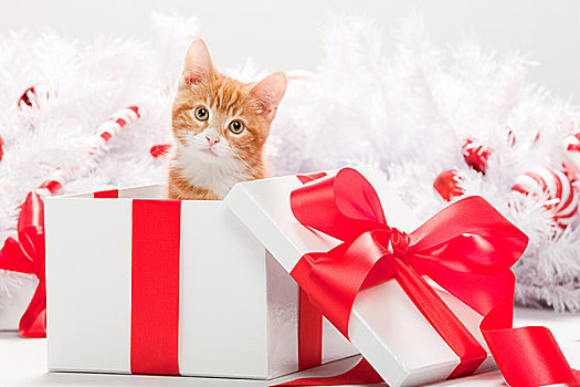 小猫,圣诞礼物,盒子