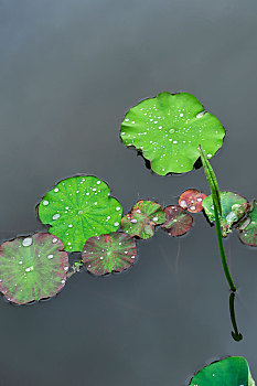 夏天雨后荷叶与水珠