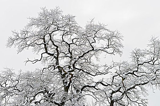 积雪,枝条,老,橡树,自然保护区,黑森州,德国