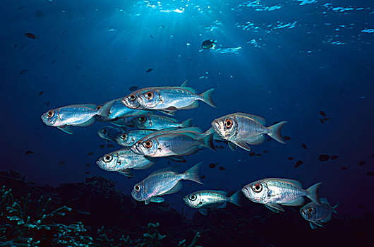 宝石大眼鲷,鱼群,米尔恩湾,巴布亚新几内亚
