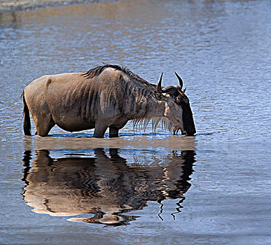 角马,喝,反射,塔兰吉雷国家公园,坦桑尼亚