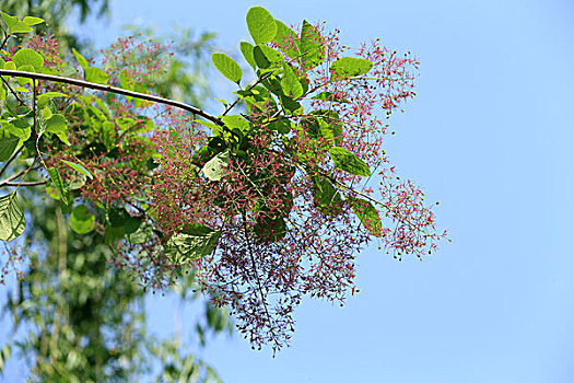 黄栌花