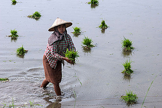 女人,稻米,农民,种植,植物,曼德勒,区域,缅甸,亚洲