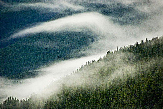 美国,阿拉斯加,雾,图案,上方,树林,山