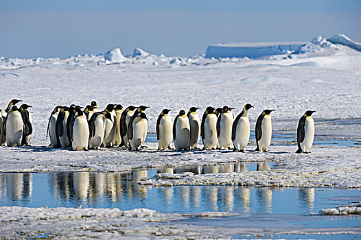 南极,威德尔海,雪丘岛,帝企鹅,迅速,冰,途中,生物群